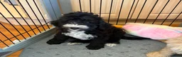 Bernedoodle dogs for sale: Beautiful Bernidoodles - Advert 2
