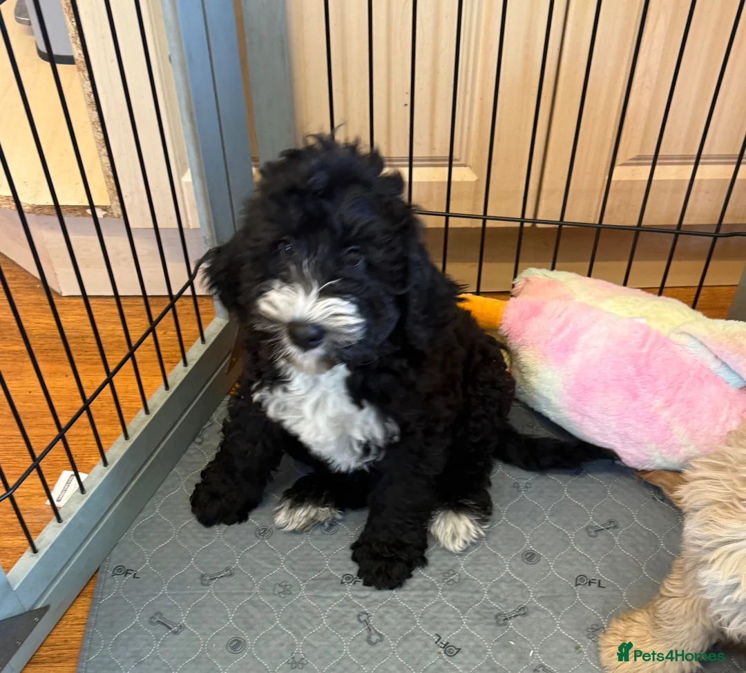 Bernedoodle dogs for sale: Beautiful Bernidoodles - Advert 2