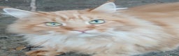 Maine Coon cats for sale: Lovely red tabby boy looking for good home - Advert 3