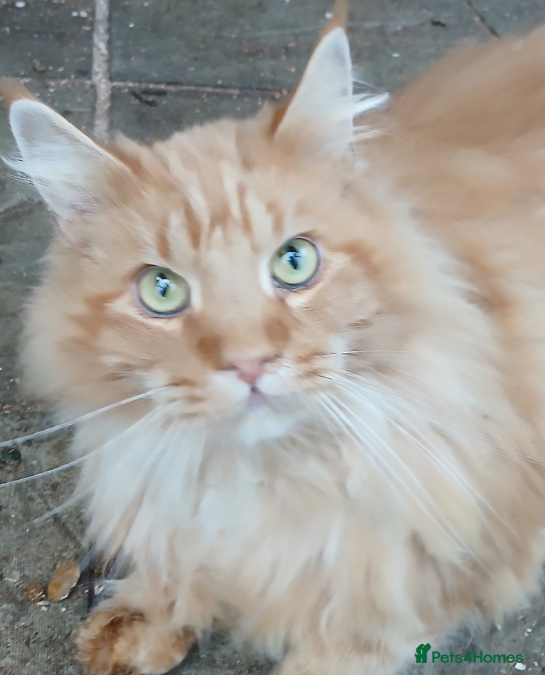 Maine Coon cats for sale: Lovely red tabby boy looking for good home - Advert 3