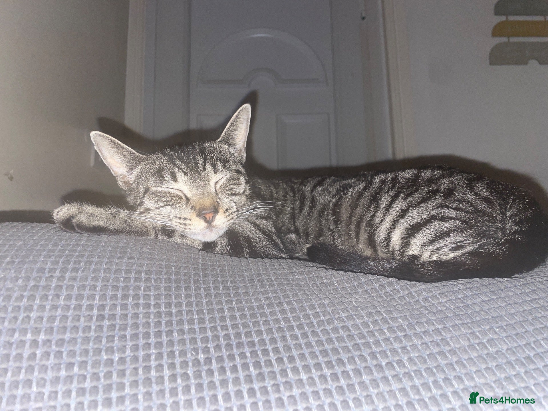 Mixed Breed cats Mixed breed kittens  - Advert 9