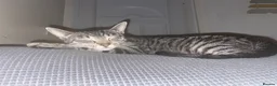 Mixed Breed cats for sale: Mixed breed kittens  - Advert 1