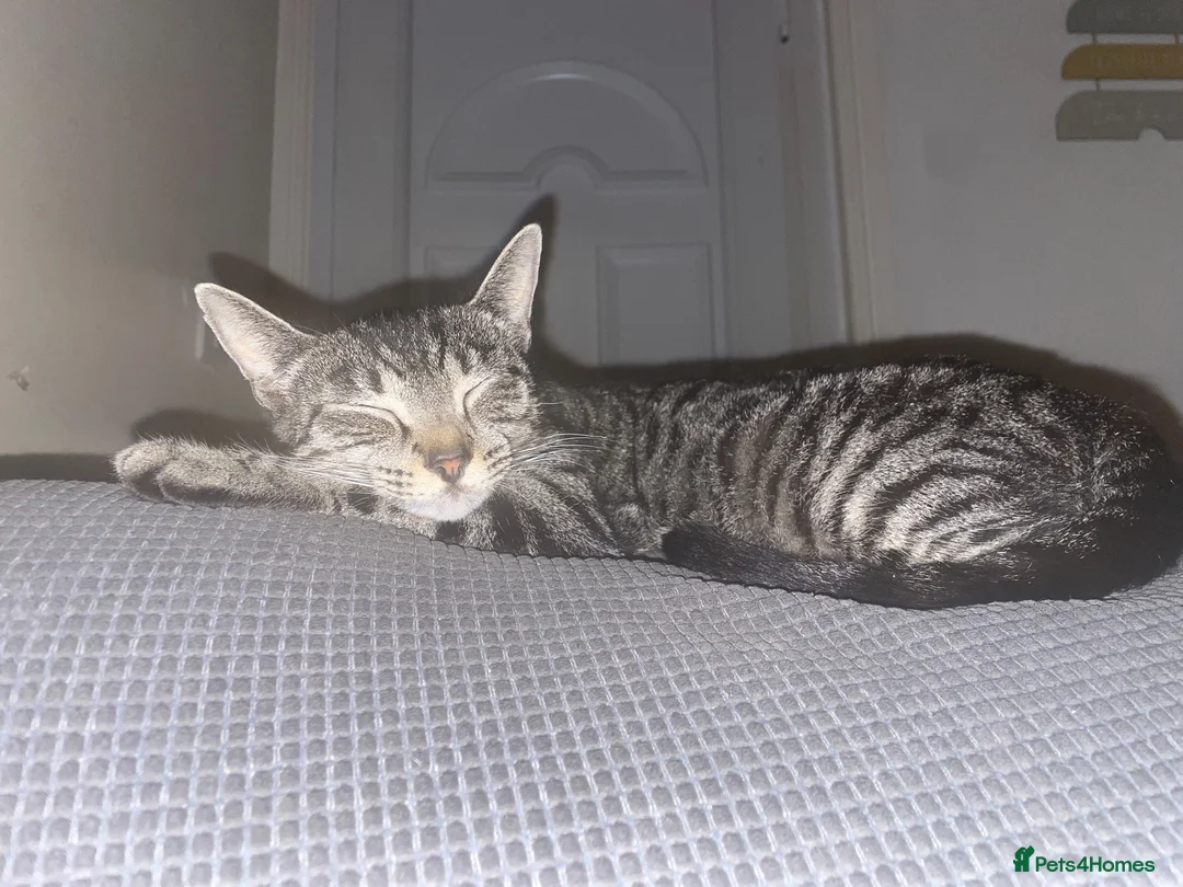 Mixed Breed cats for sale: Mixed breed kittens  - Advert 1