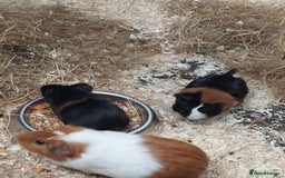 Guinea Pig rodents for sale: Three gorgeous male baby Guinea Pigs  - Image 1