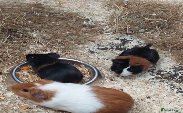 Guinea Pig rodents - Advert 1