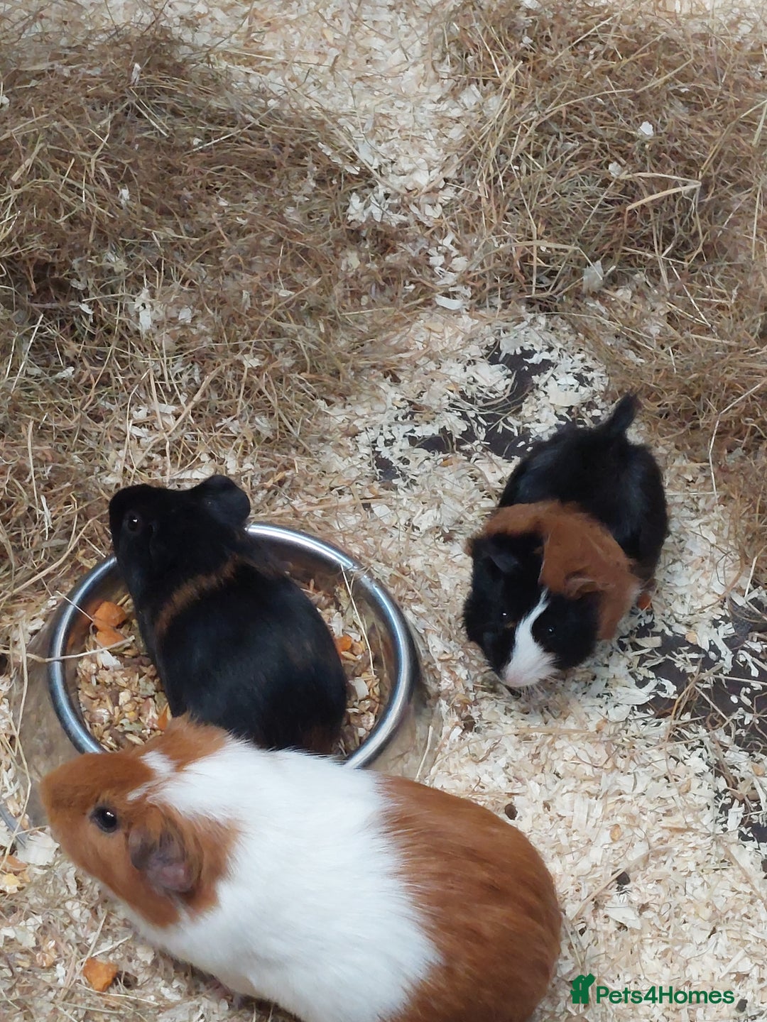 Guinea Pig rodents for sale: Three gorgeous male baby Guinea Pigs  - Image 1