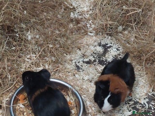 Guinea Pig rodents - Advert 20