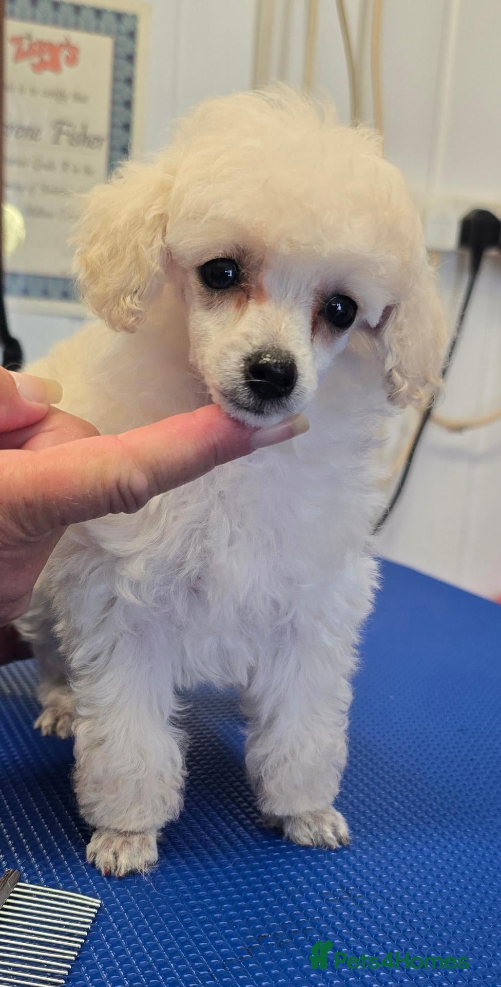 Toy Poodle dogs Toy poodle pups white - Advert 5