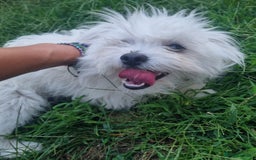 Bichon Frise dogs for adoption: KETHO - a superb, little boy, for a Loving Home - Image 1