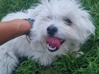 Bichon Frise dogs - Advert 31