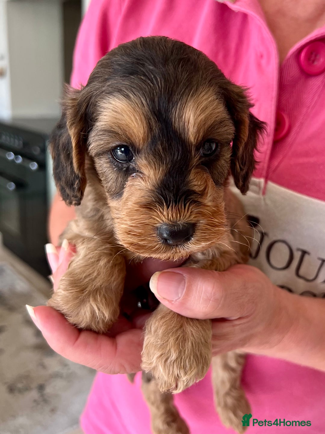 Cockapoo dogs for sale: Cockapoo puppies  - Image 7
