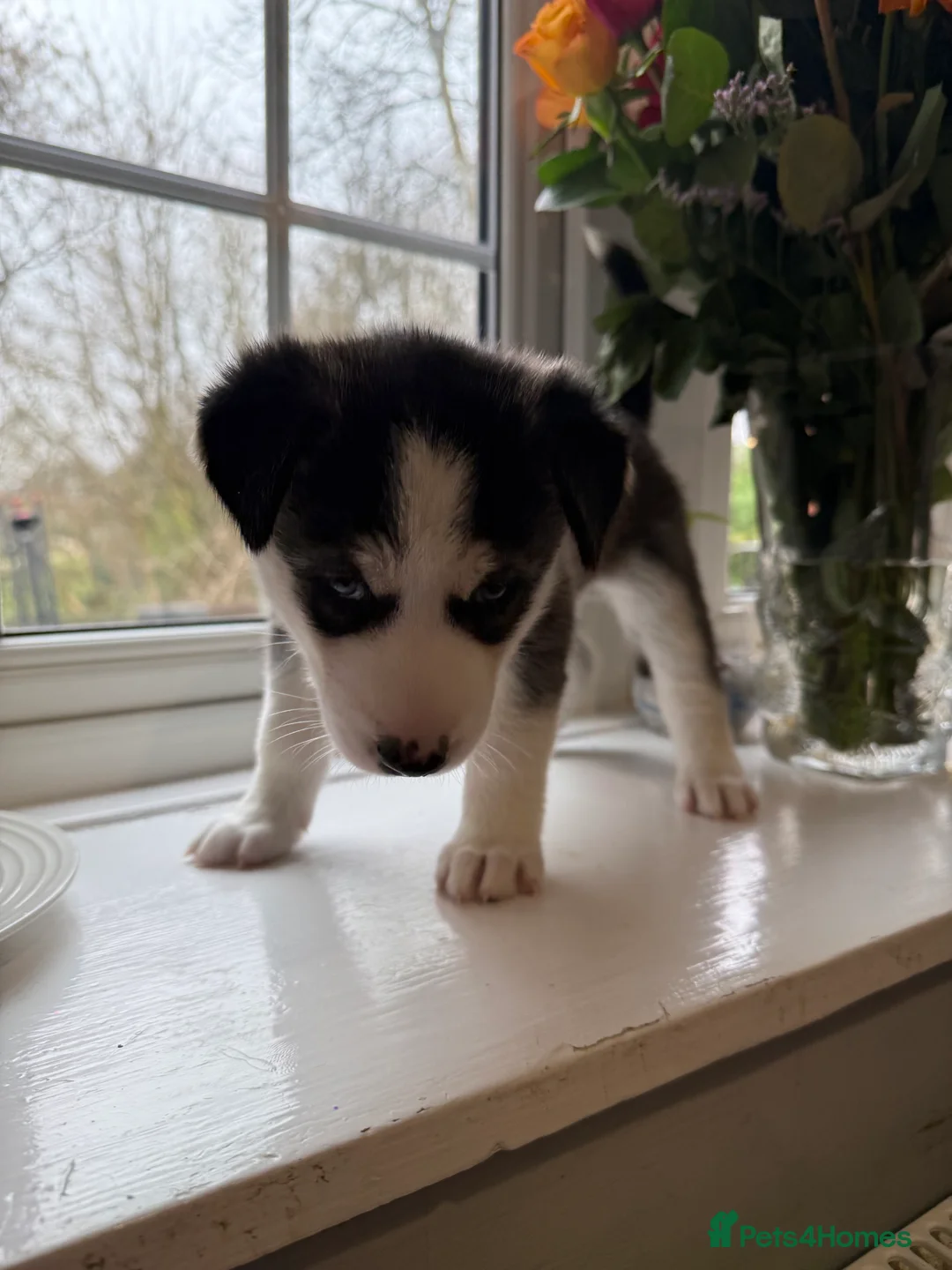 Siberian Husky dogs for sale: Gorgeous, Healthy & Fully Insured Siberian puppies in Stanmore - Advert 37