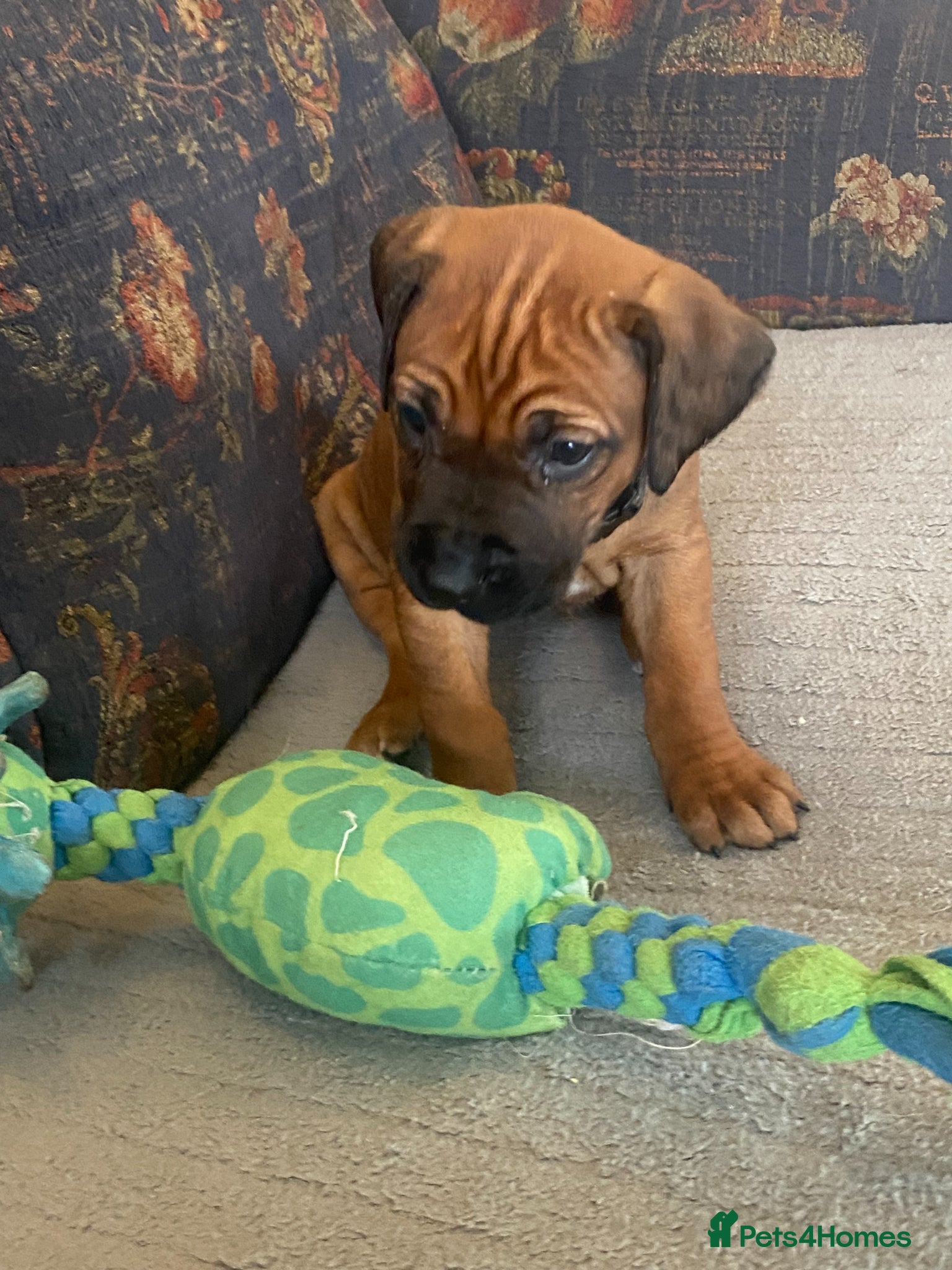 Rhodesian Ridgeback dogs KC reg Ridgeback puppies - Advert 2