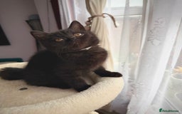 British Shorthair cats for sale: 🐱Last fluffy  British Shorthair Boy🐱 - Advert 1