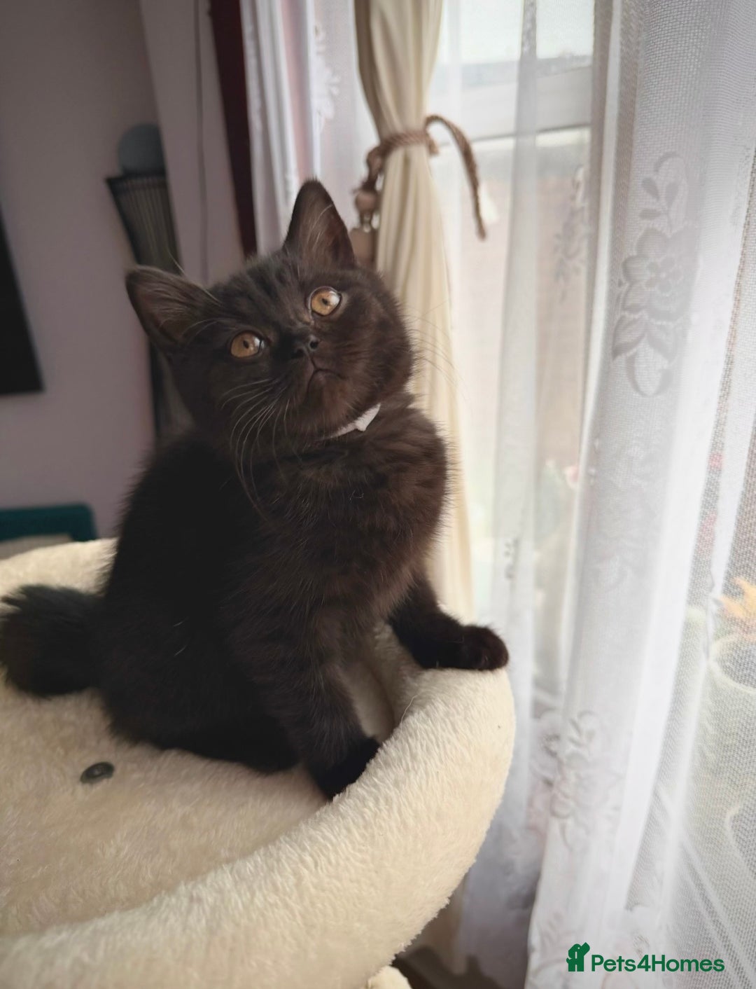 British Shorthair cats for sale: 🐱Last fluffy  British Shorthair Boy🐱 - Advert 1