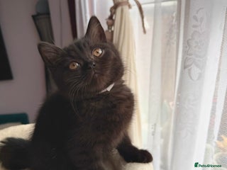 British Shorthair cats 🐱Last fluffy British Shorthair Boy🐱 - Advert 2