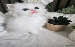Persian cats for sale: 😻 Persian chinchilla kittens 😻 - Image 8