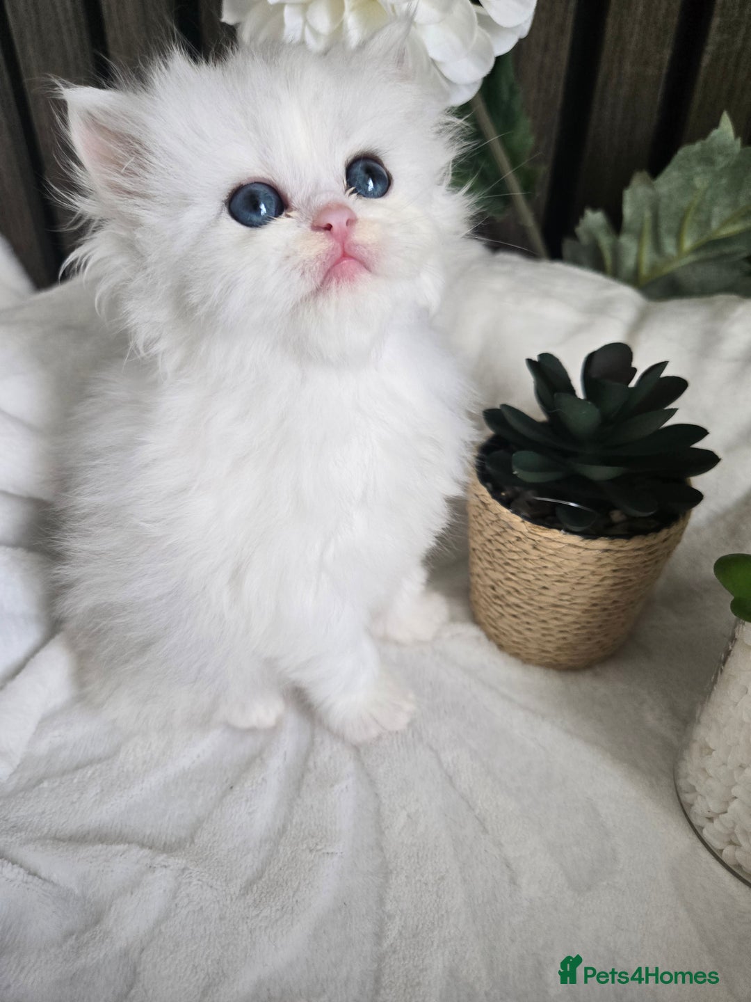 Persian cats for sale: 😻 Persian chinchilla kittens 😻 - Image 8