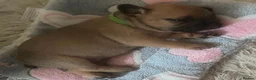 Mixed Breed dogs for sale: Stunning Fringlish puppies  - Advert 3