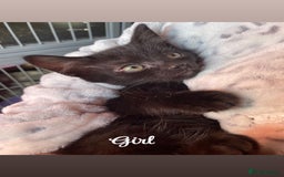 British Shorthair cats for sale: Kittens for sale  - Image 3