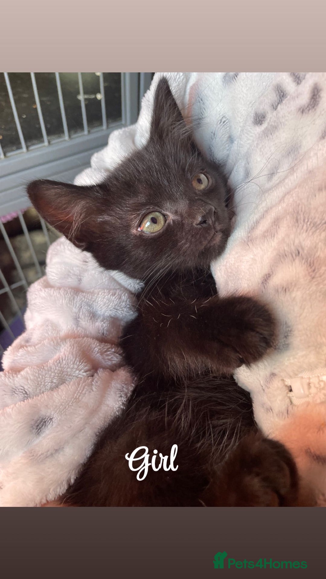 British Shorthair cats for sale: Kittens for sale  - Image 3