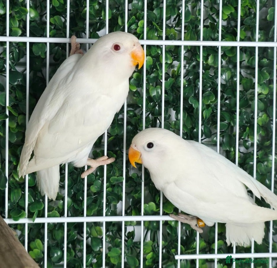 Lovebirds birds Albino Lovebird - Advert 3