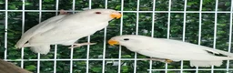 Lovebirds birds for sale: Albino Lovebird - Advert 1