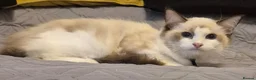 Ragdoll cats for sale: 7 Ragdoll kittens for sale - Advert 27