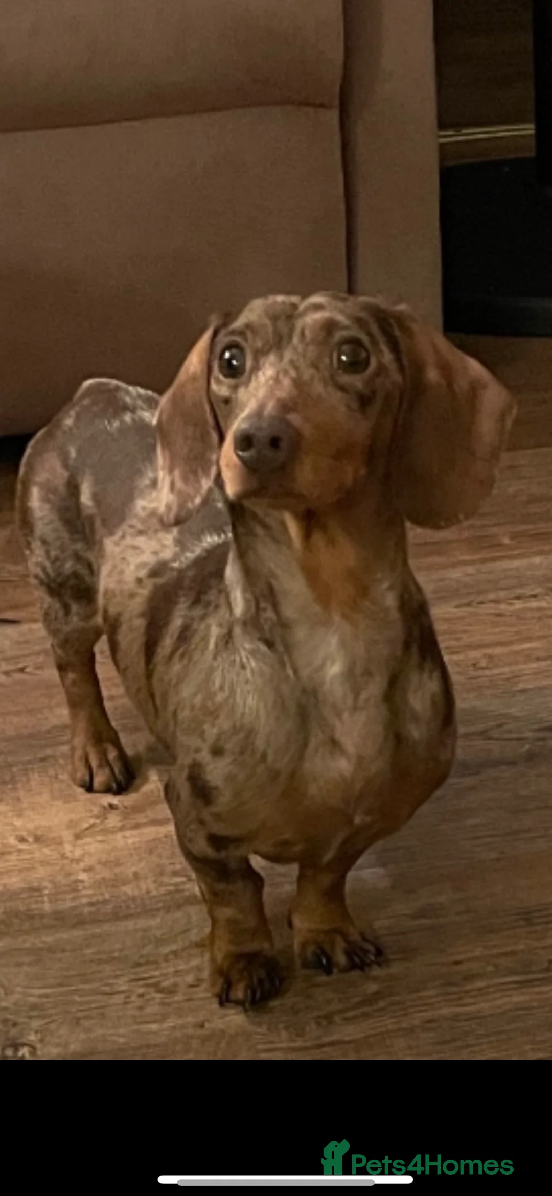 Miniature Dachshund dogs for stud: FOR STUD KC REG MINI DACHSHUND  - Advert 1