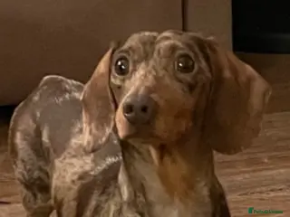 Miniature Dachshund dogs FOR STUD KC REG MINI DACHSHUND - Advert 1