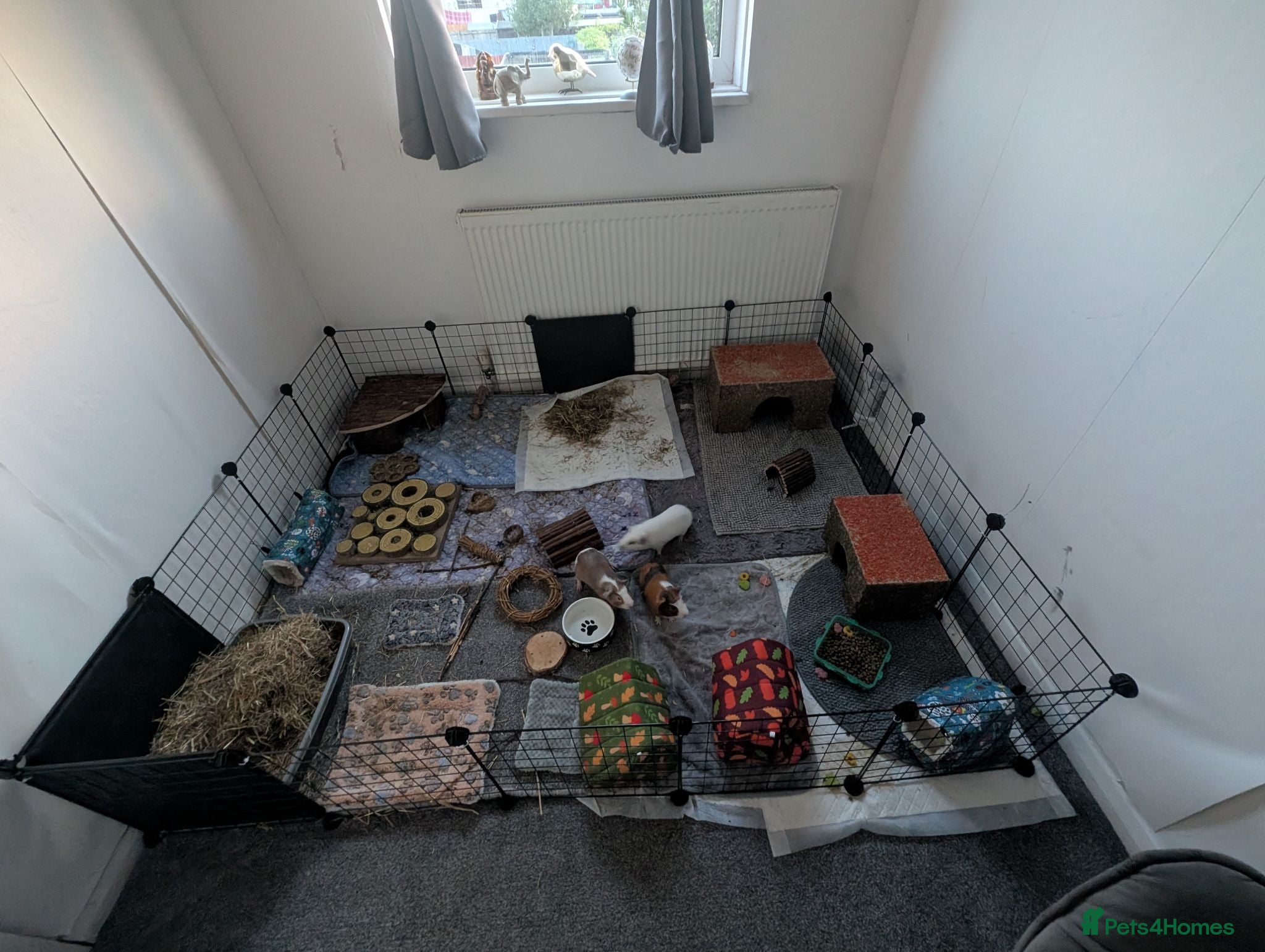 Guinea Pig rodents 3 males giuena pigs with full cage set up  - Advert 2