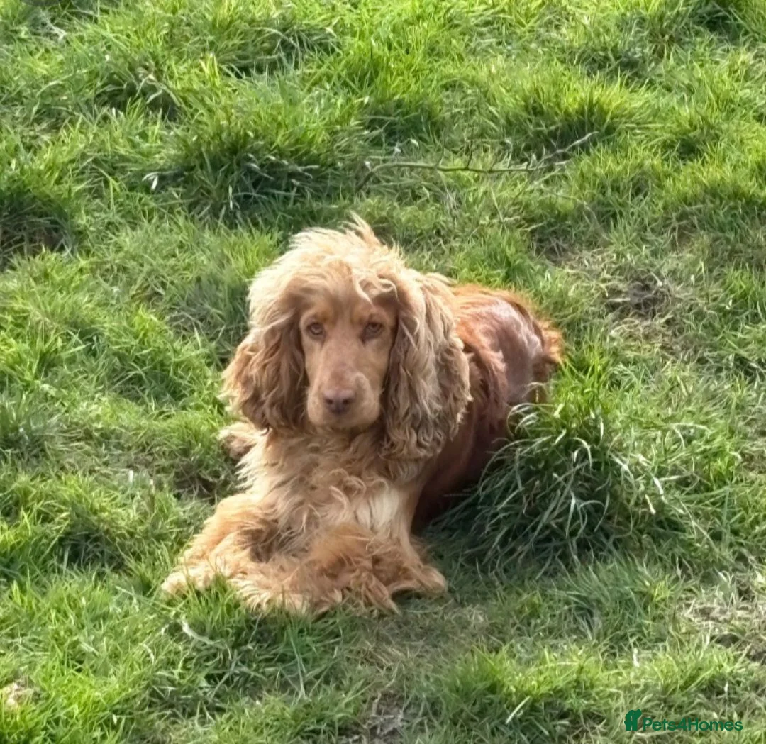 Cocker Spaniel dogs for sale: Beautiful kc reg show cockers READY NOW  - Advert 2