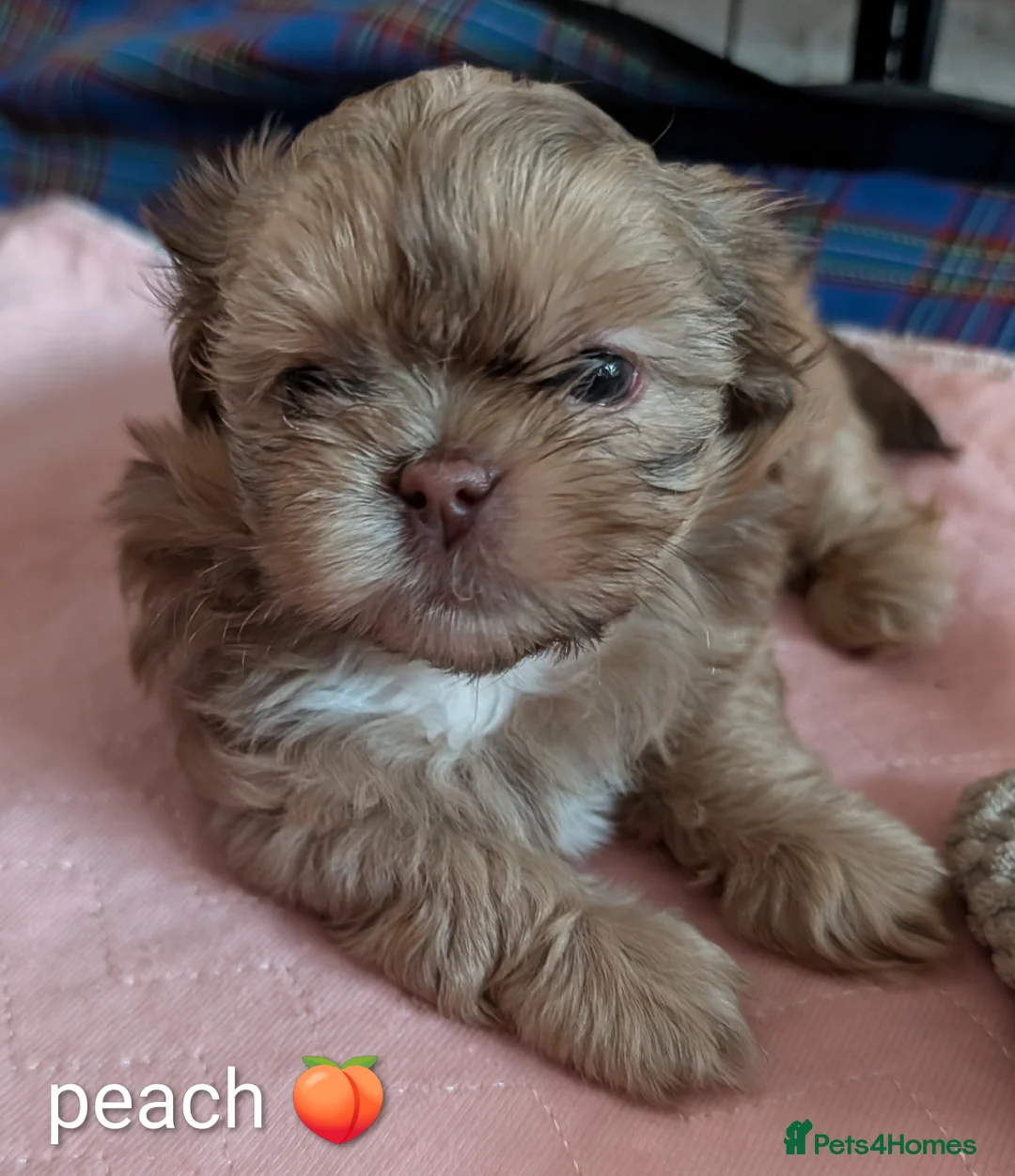 Shih Tzu dogs for sale: Imperial karashishi shitzu puppies  - Advert 15