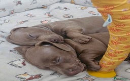 Miniature Dachshund dogs for sale: Friendly& Family -Oriented - Image 7