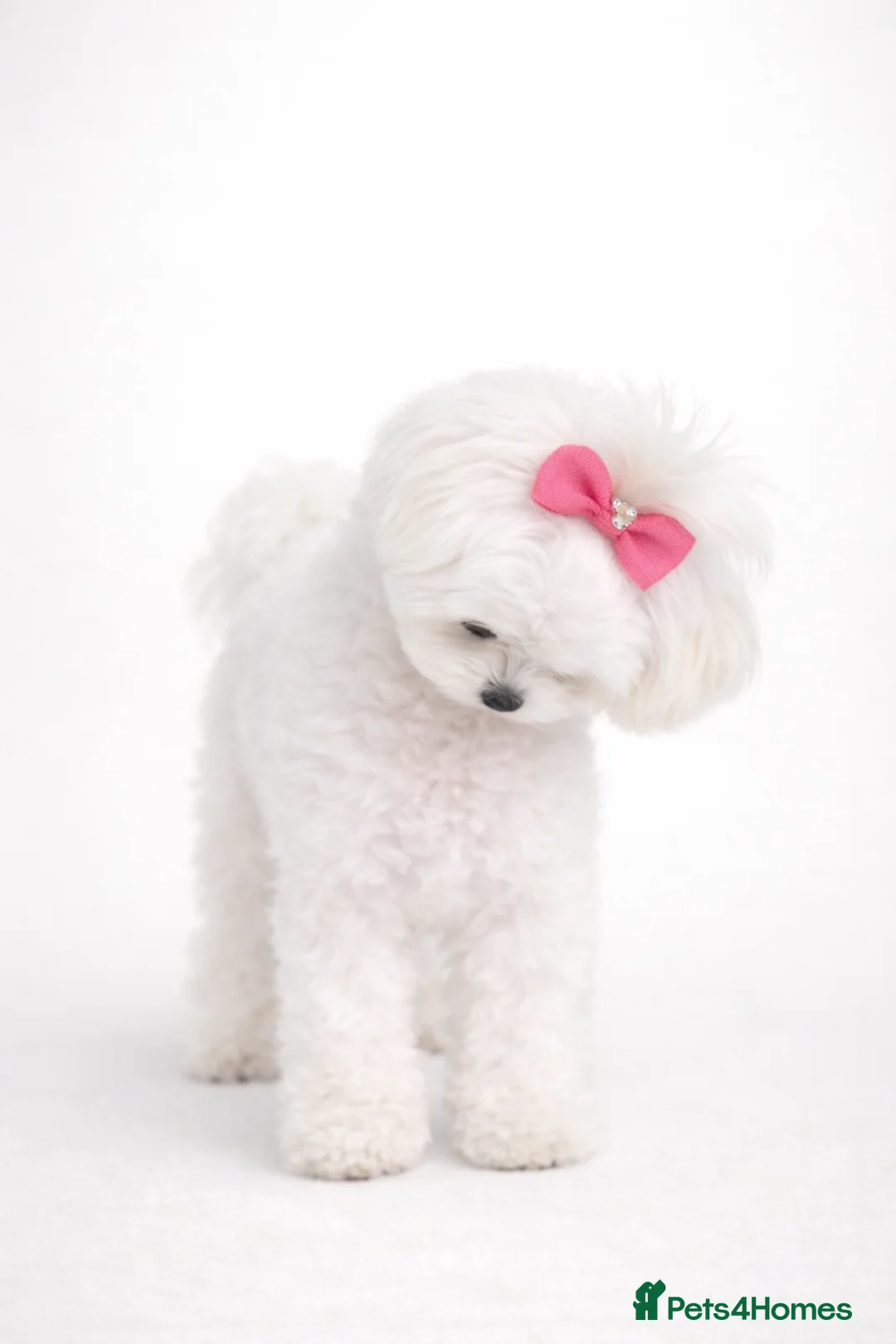 Maltipoo dogs for sale: Rare True Asian Teddy-Bear Maltipoo Puppies  - Advert 16