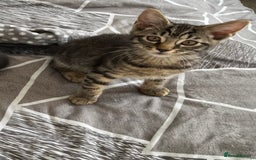 Mixed Breed cats for sale: Adorable Black🐈‍⬛ and Tabby🐈kittens😍 both £200 in Waltham Cross - Image 10