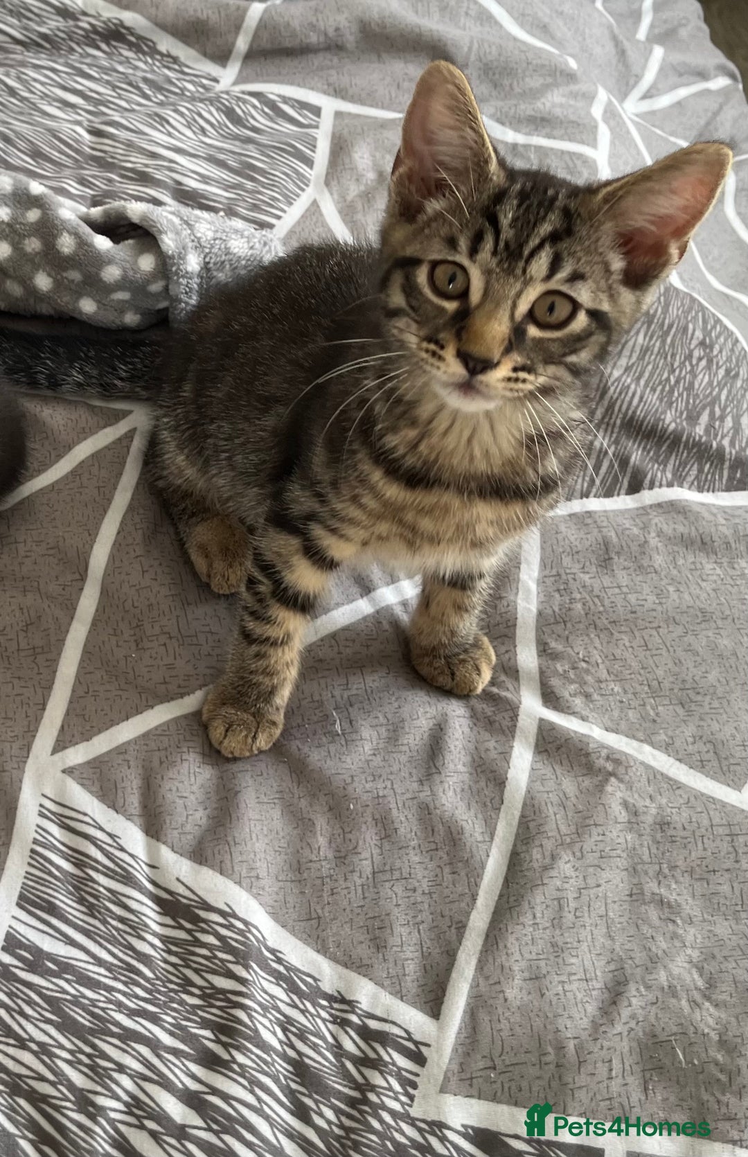 Mixed Breed cats for sale: Adorable Black🐈‍⬛ and Tabby🐈kittens😍 both £200 in Waltham Cross - Image 10