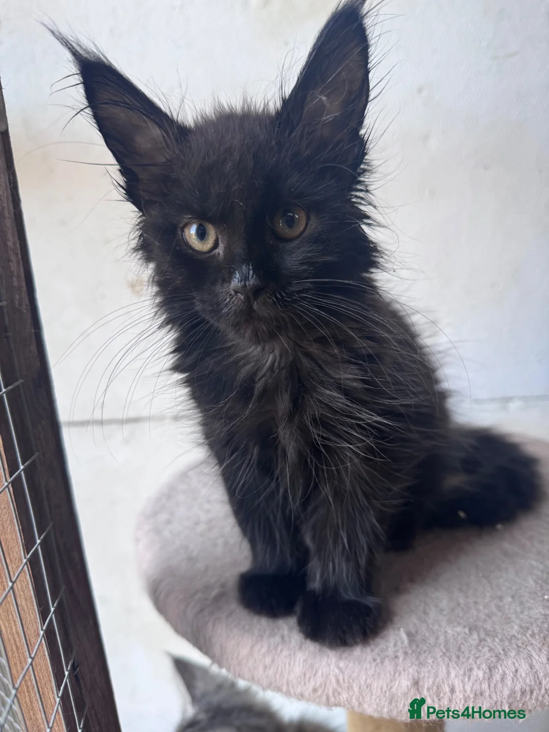 Maine Coon cats for sale: Maine Coon Registered kittens - Advert 2