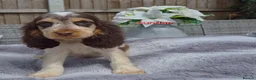 Cocker Spaniel dogs for sale: Exceptional True Show winning Champion Cockers. - Advert 15