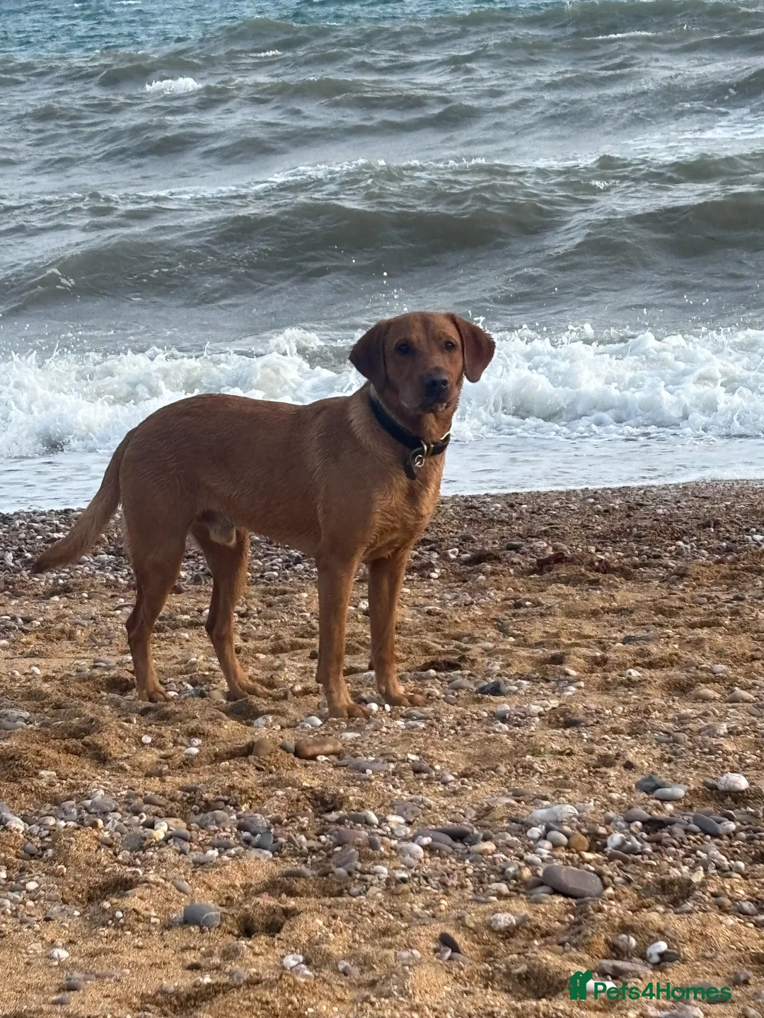 Labrador Retriever dogs for stud: KC Registered Fox Red Labrador Stud - Advert 4