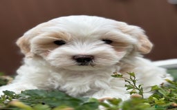 Havanese dogs for sale: 3 Beautiful Havanese Pedigree Puppies - Image 2