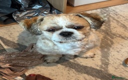 Shih Tzu dogs for stud: Beautiful male shih tzu for stud  - Image 2