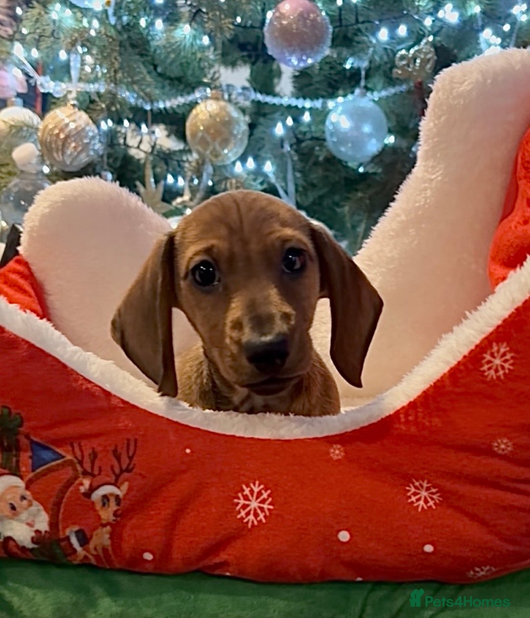 Miniature Dachshund dogs for sale: Vanitonia Miniature Smooth Dachshunds   - Advert 28