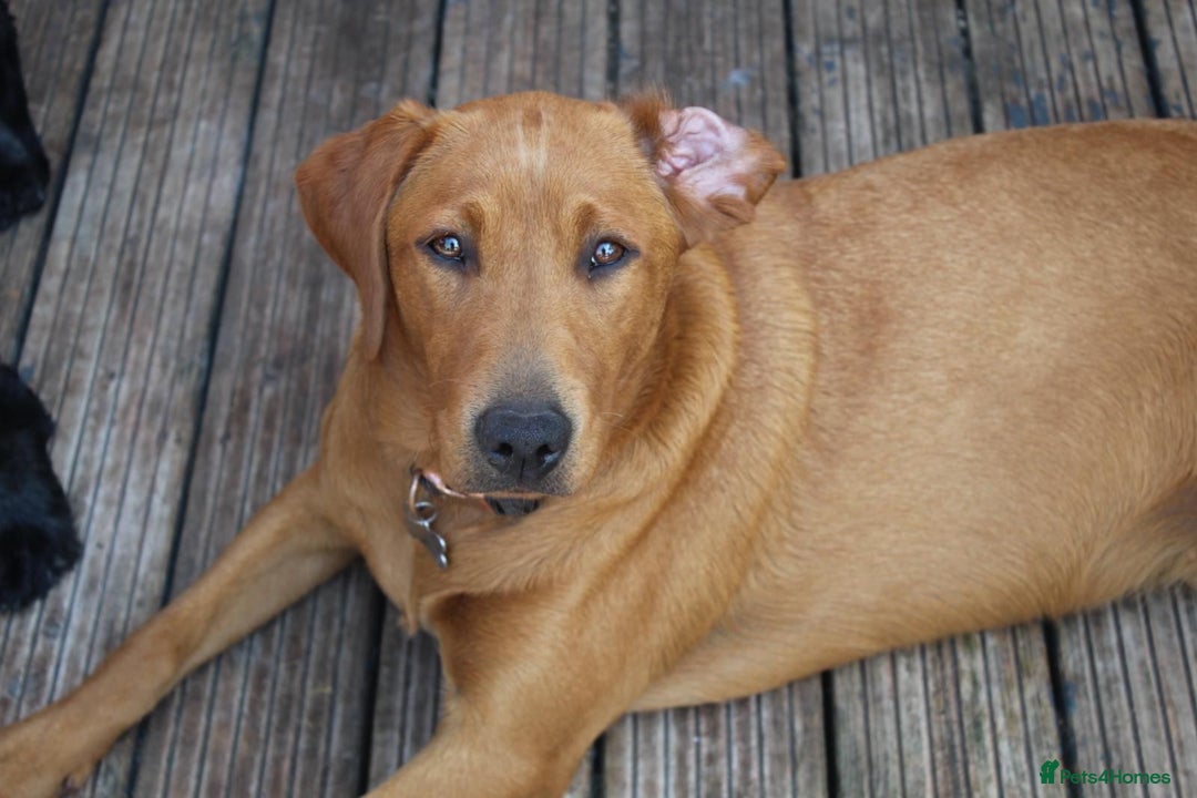 Labrador Retriever dogs for sale: KC REGISTERED FOX RED LABRADOR PUPPYS DUE SOON  - Image 8