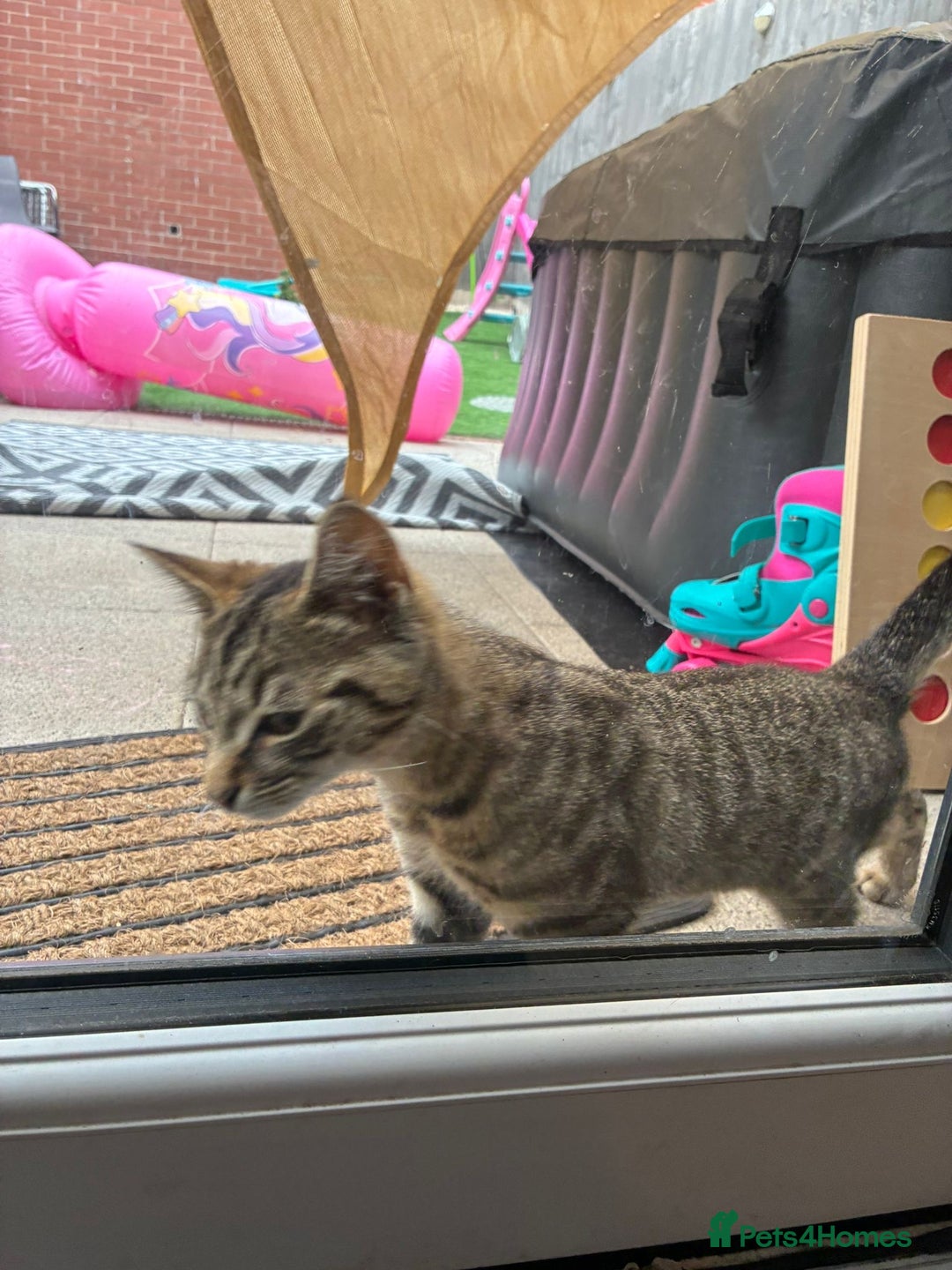 British Shorthair cats for sale: Female kitten zuzu 12 weeks old  - Image 4