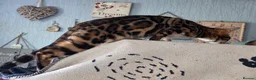 Bengal cats for sale: Pedigree brown and blue rosetted bengals - Advert 3