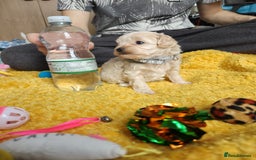 Maltipoo dogs for sale: F2 Mini Maltipoo,Toy size 4 boys - Image 22
