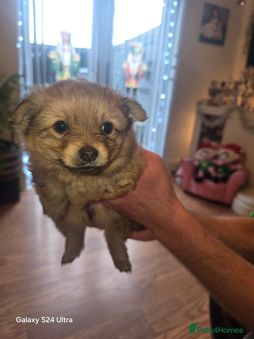 Mixed Breed dogs for sale: Pomspitz puppies  - Advert 14