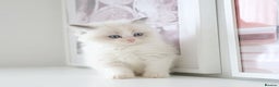 Ragdoll cats for sale: INDOOR FULL PEDIGREE RAGDOLL KITTENS - Advert 23