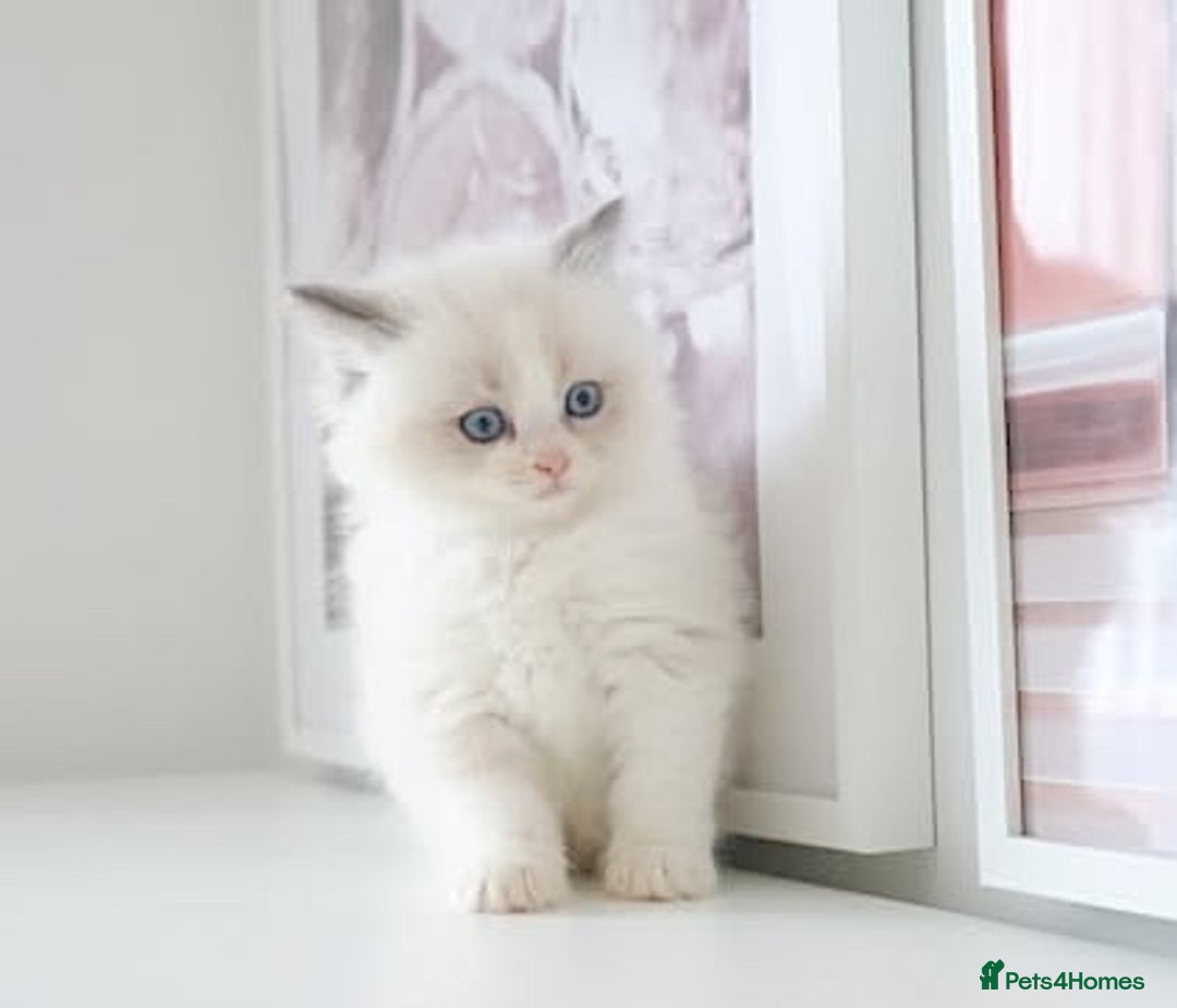 Ragdoll cats for sale: INDOOR FULL PEDIGREE RAGDOLL KITTENS - Advert 23